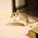 ねずみに関する夢占い