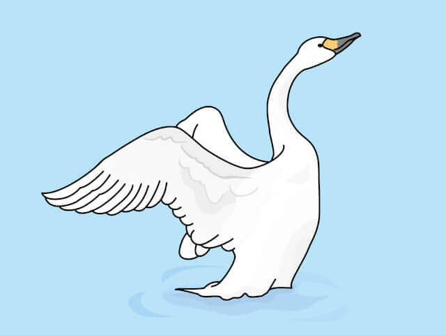 ハクチョウ系男子